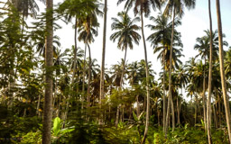 Fahrt zur Gewürzplantage