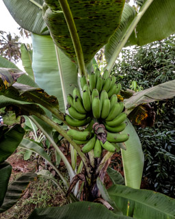 Bananen  (Musa)
