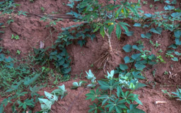 Ingwer  (Zingiber officinale)