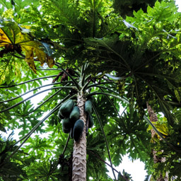 Papaya  (Carica papaya)