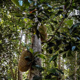 Jackfruchtbaum  (Artocarpus heterophyllus)