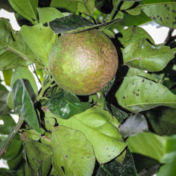 Grapefruit  (Citrus × aurantium)