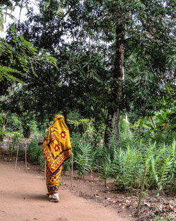 Maniok  (Manihot esculenta)  oder  auch: Kassava