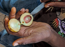 Muskatnuss  (Myristica fragrans)