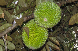 Durian  (Durio zibethinus)