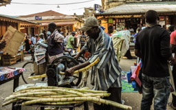 Zuckerrohr  (Saccharum officinarum) - Verarbeitung