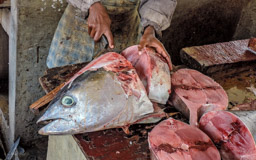 Thunfisch   (Thunnus)