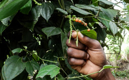 Pfeffer  (Piper nigrum)