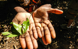 Gewürznelken  (Syzygium aromaticum)